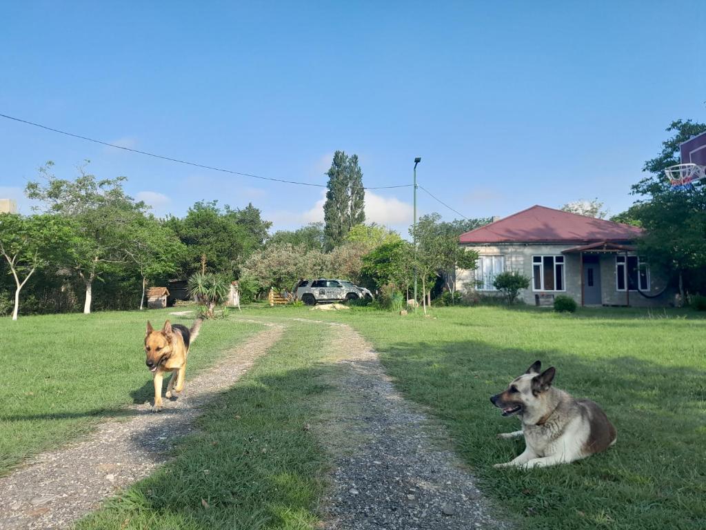 Domácí mazlíčci ubytovaní s hosty v ubytování Tiny houses Genacvale