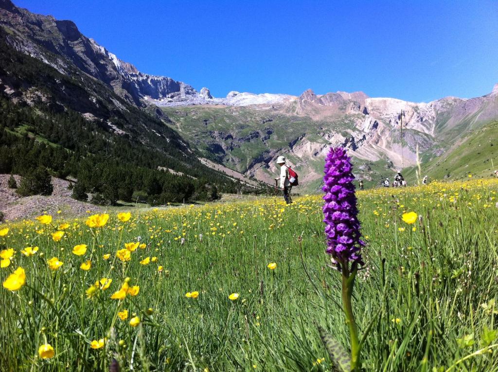 Hostel-Albergue Monte Perdido في تورلا: شخص يمشي في حقل من الزهور