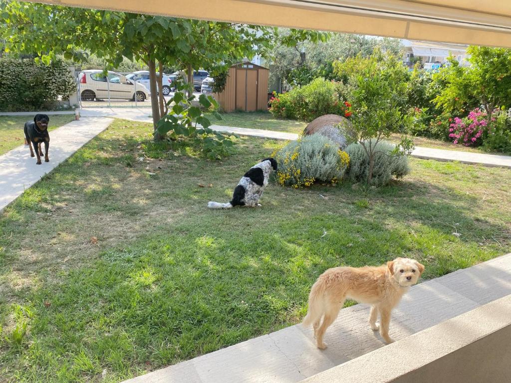 Domácí mazlíčci ubytovaní s hosty v ubytování Port Rooms Pet Friendly
