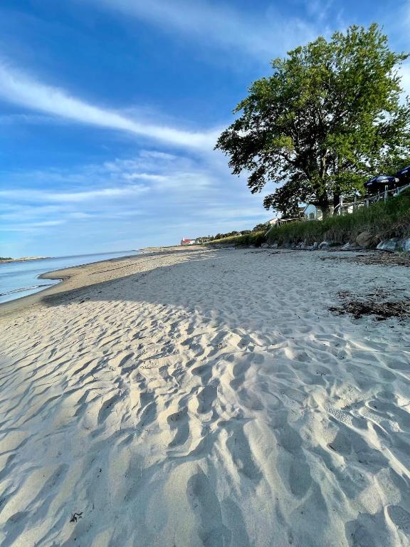 a sandy beach with a tree in the distance at Spinneys Guesthouse & Beach Cottages in Phippsburg