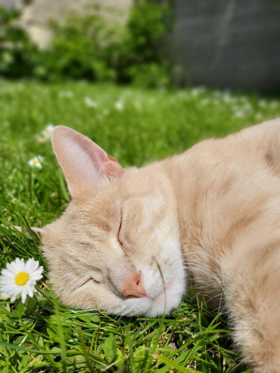 un chat orange dormant dans l'herbe à côté d'une marguerite dans l'établissement Espace Zen, à Pont-Sainte-Maxence
