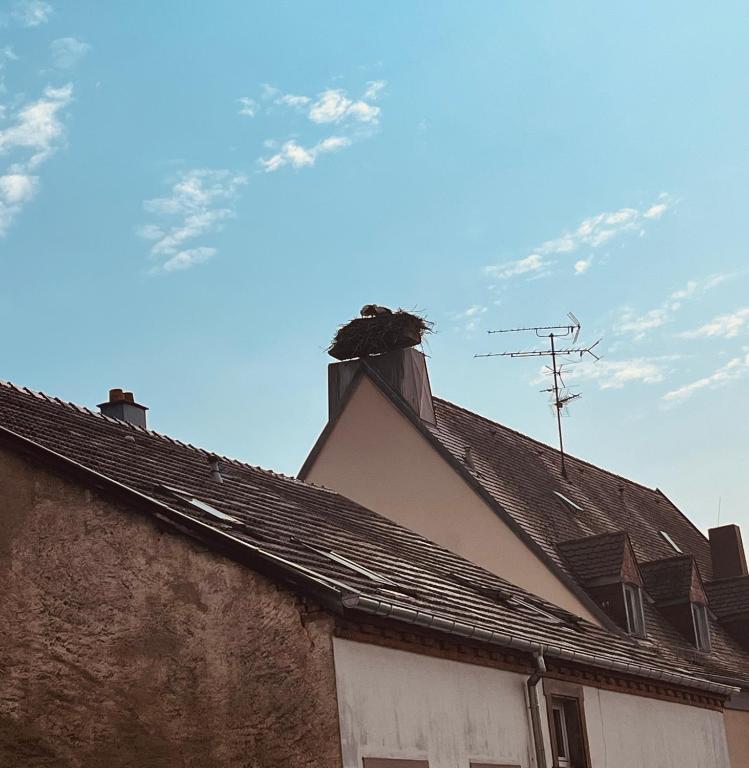 La cigogne rêveuse – photo 12