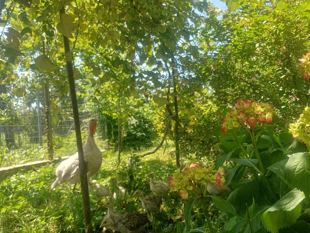Zahrada ubytování BaBa guesthouse