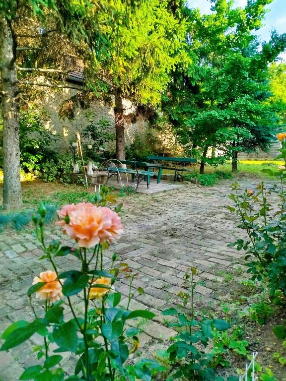 a flower in a garden with a bench in the background at Guesthouse 2207 in Sremski Karlovci