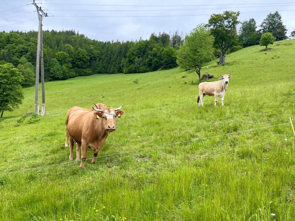Zvířata v prázdninového domu nebo okolí