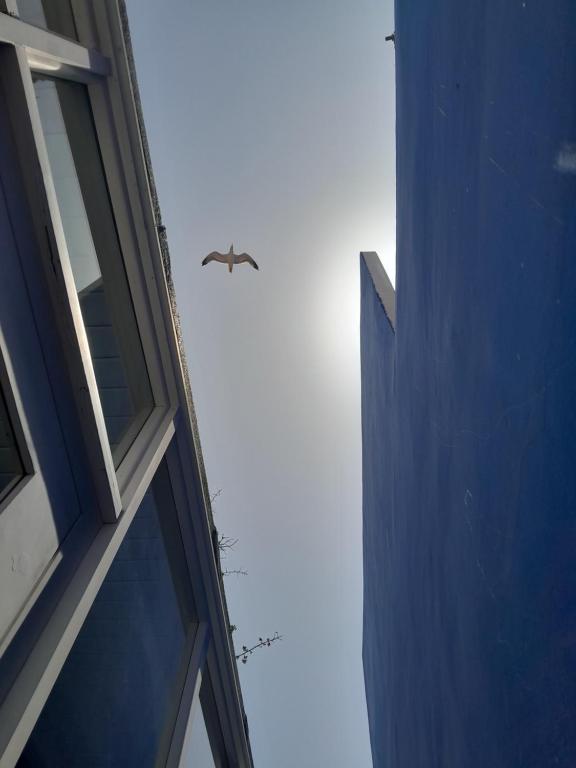 a bird flying in the sky between two buildings at Sky Blue in Tangier
