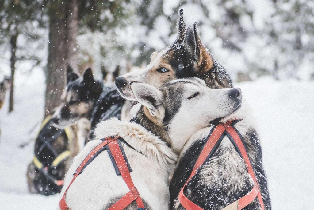 a group of dogs standing in the snow at Ice Hotel in Jukkasjärvi