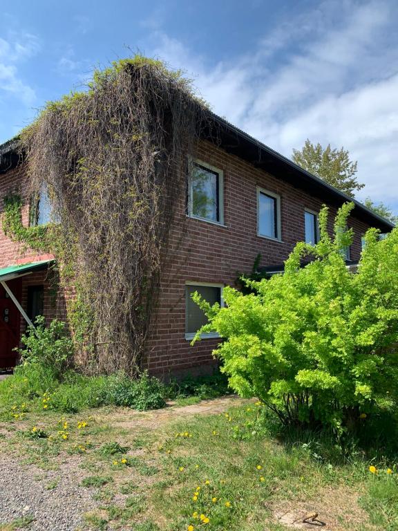a brick house with vines growing on the side of it at Omakotitalo veistämöllä meren rannassa in Hanko