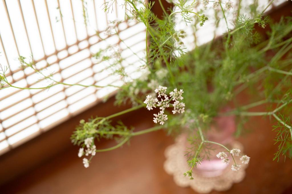 Fotografie z fotogalerie ubytování こだまやリトリート 女性専用 women-only v destinaci Macumoto