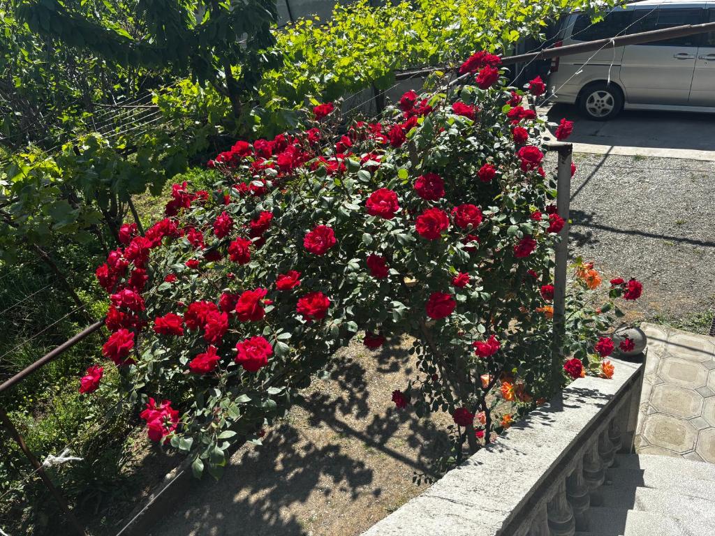 Jardí fora de Uplistsikhe guest "Paluma"
