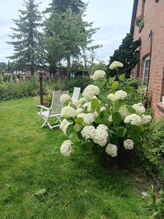 a bush of white flowers next to a bench at Sonnenscheinhof Alpakas, Ferienwohnung in Lasbek