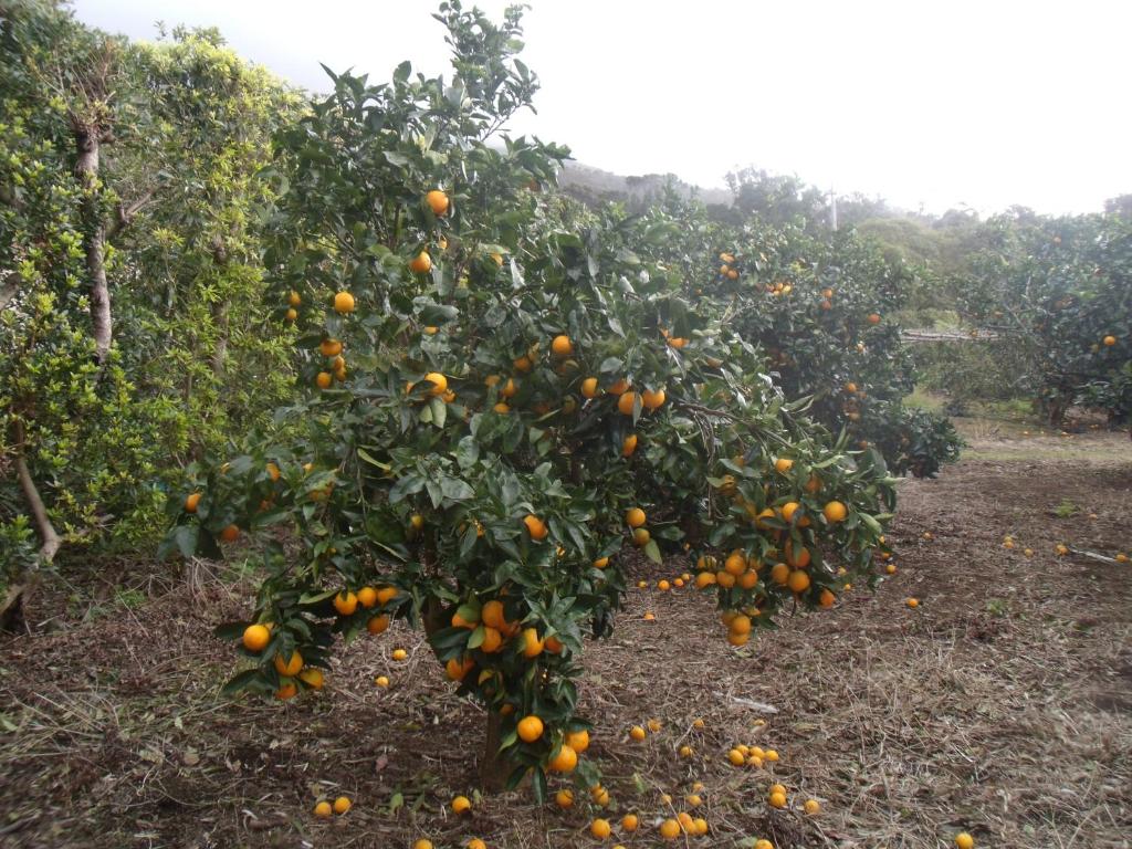 Zahrada ubytování Tropical Fruit Garden