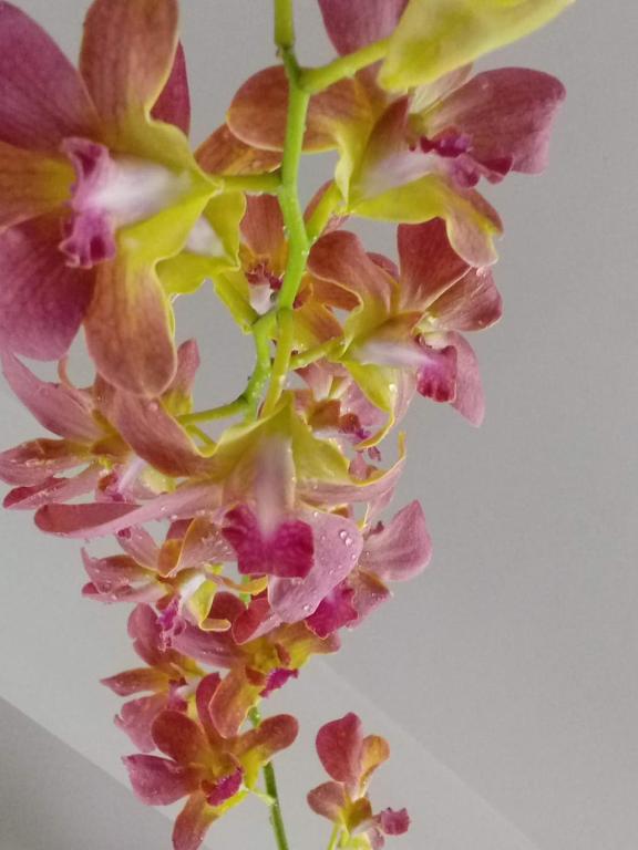 a close up of a pink and yellow flower at Indeevaram Residency in Trivandrum