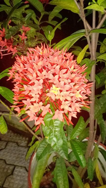 a bunch of pink flowers on a plant at Indeevaram Residency in Trivandrum