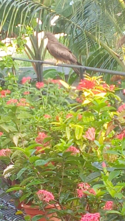 a bird sitting on a fence next to flowers at Indeevaram Residency in Trivandrum