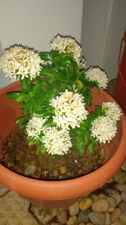 a plant with white flowers in a pot at Indeevaram Residency in Trivandrum