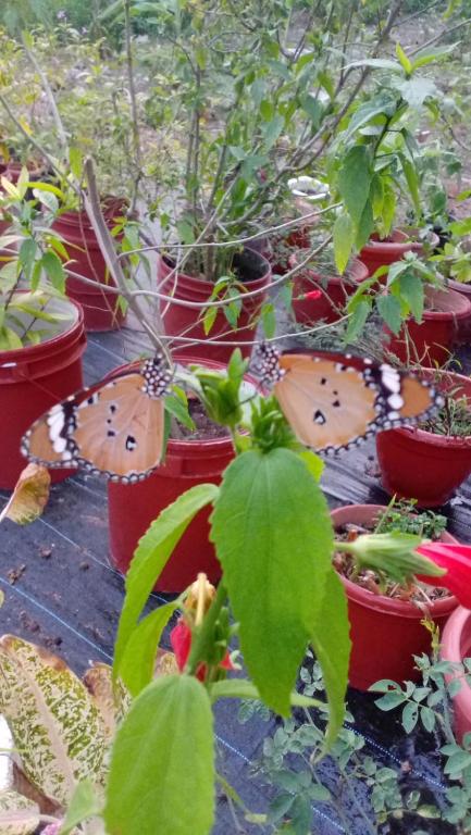 a group of butterflies sitting in potted plants at Indeevaram Residency in Trivandrum