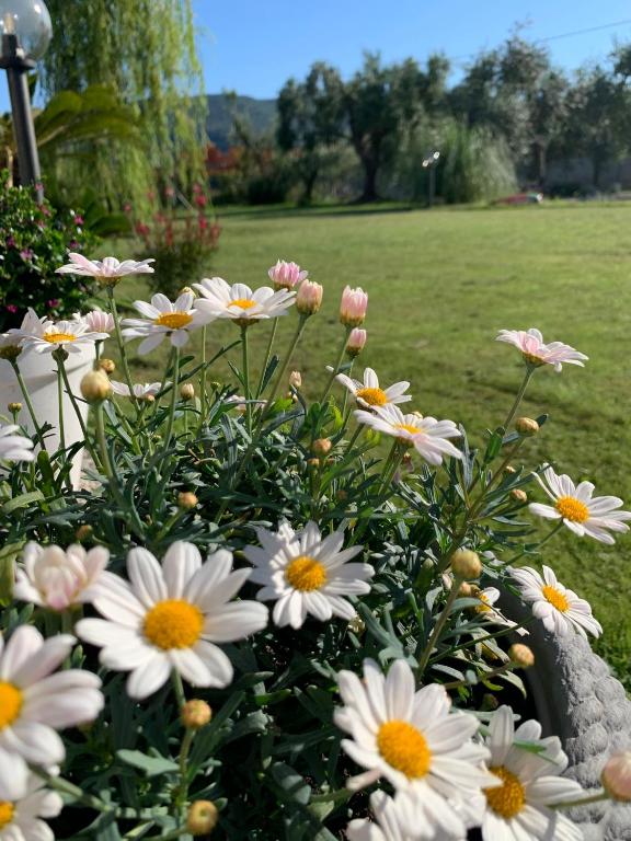 Giardino di Euphoria Guest House
