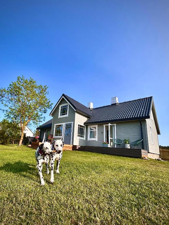 a dog standing in the grass in front of a house at Pie Jūras Pāvilostā in Pāvilosta