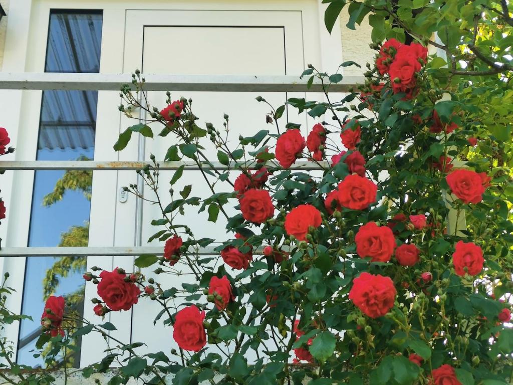 ゼーハイム・ユーゲンハイムにあるCasa Wilhelmの窓前の赤いバラの茂み