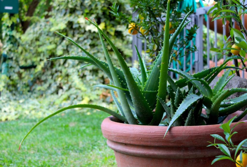 a plant in a pot sitting in the grass at AMAZING LANGHE AND MONFERRATO | House with garden in Calamandrana