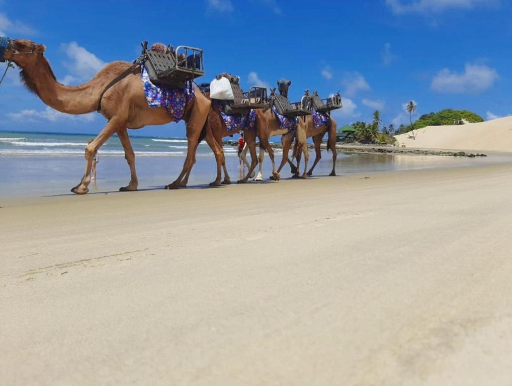 a group of camels walking on the beach at Ilusion Vista Mar JR 507 in Natal