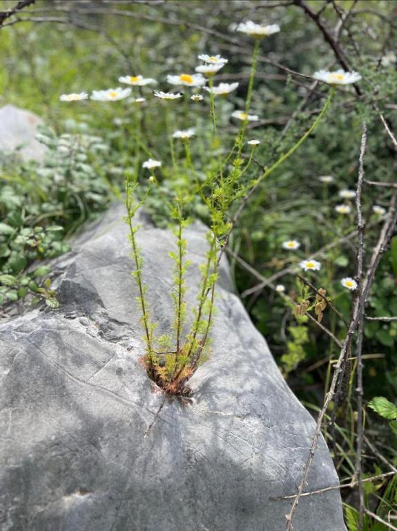 a plant growing on top of a rock at Lake shkodra in Omarë