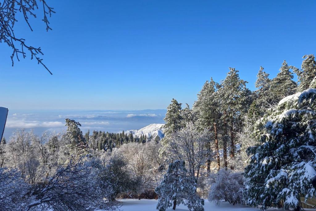 a winter view of a forest with snow covered trees at Stunning Deck Views Cozy Running Springs Cabin in Running Springs
