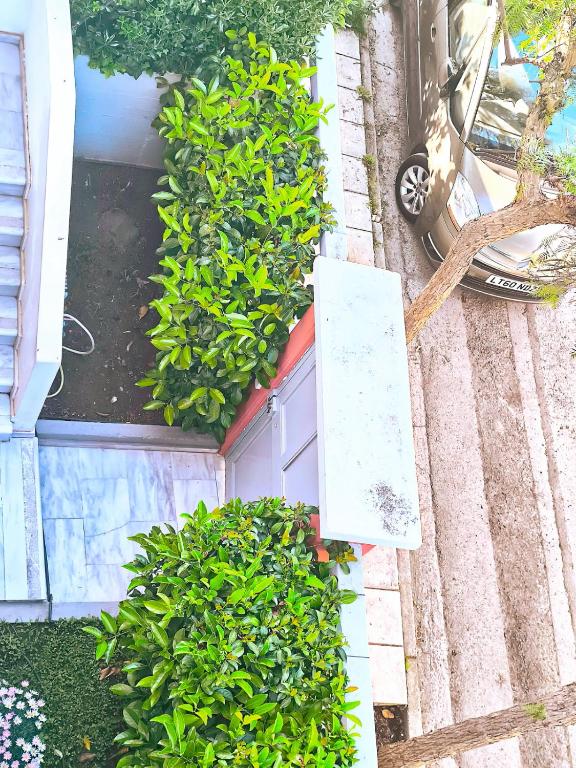 A garden outside Xtina Studio