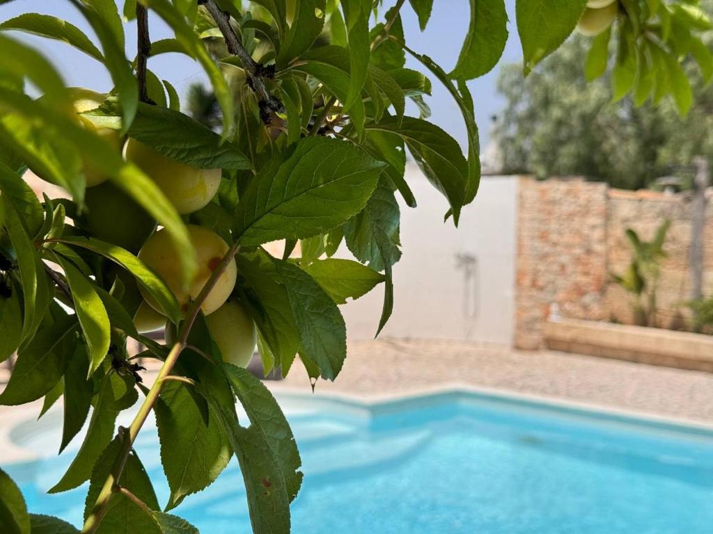Bazén v ubytovaní Villa B&B Antiche Macine del Salento - nel cuore del Salento alebo v jeho blízkosti