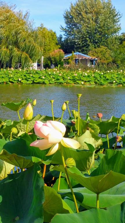 une fleur de lotus dans un étang avec des nénuphars dans l'établissement Wooden chalet, for 4 people air-conditioned, à Saint-Cyr-en-Talmondais
