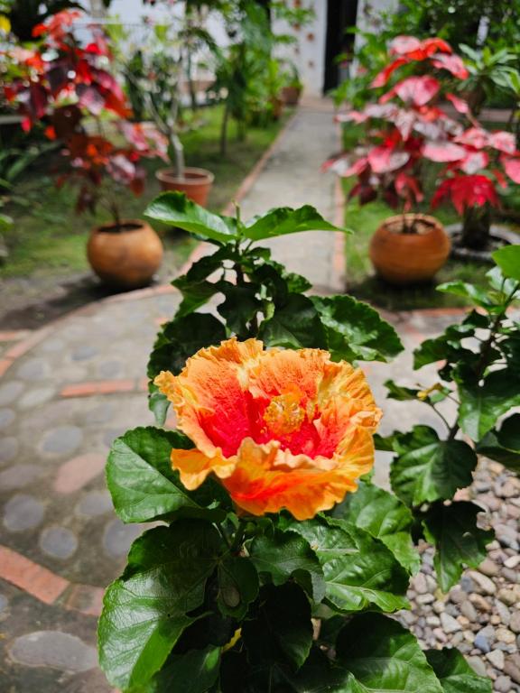 Zahrada ubytování B&B Villa CALASAN