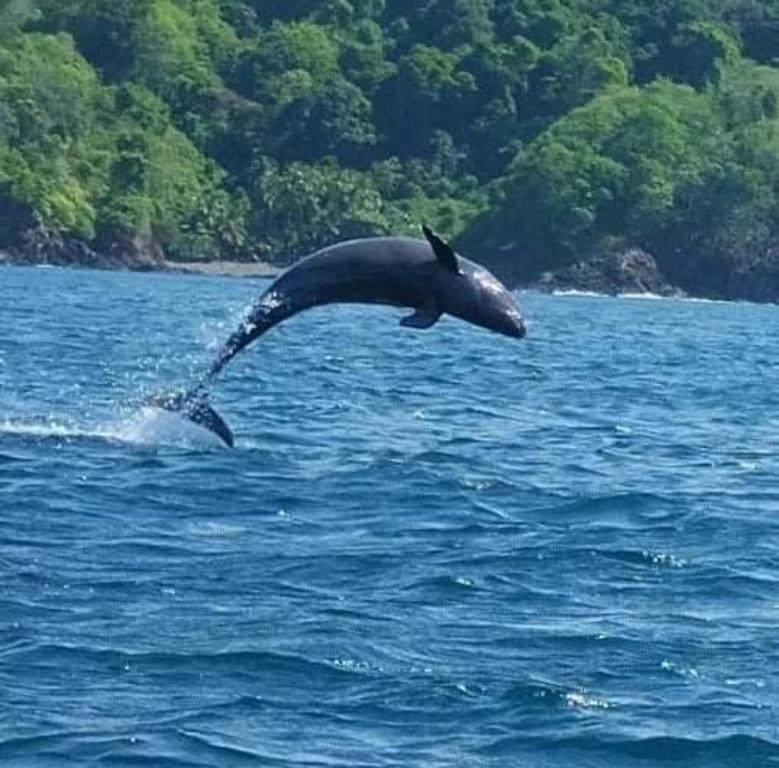 a dolphin jumping out of a body of water at Discover Coiba Panama Tour in Santa Catalina