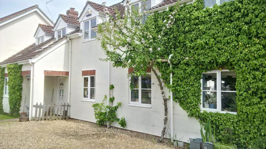 a white house with ivy on the side of it at Hethersett Lodge in Norwich