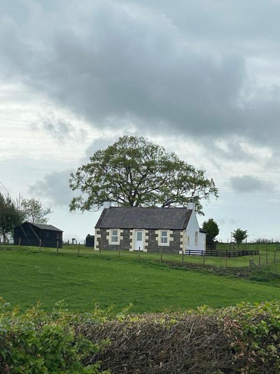 a white house in a field with a tree at Williamsfield Cottage in Holywood