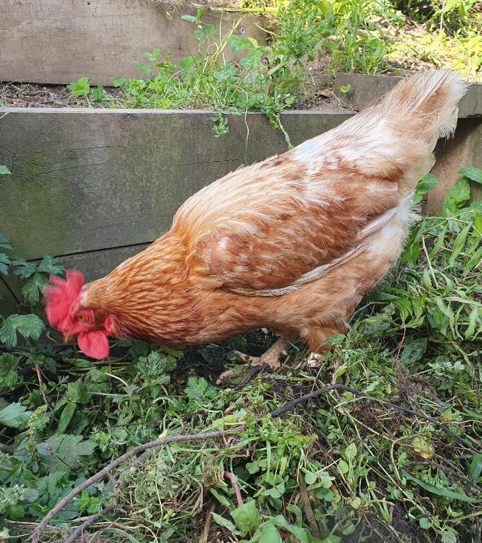 Zvířata v ubytování v soukromí nebo okolí