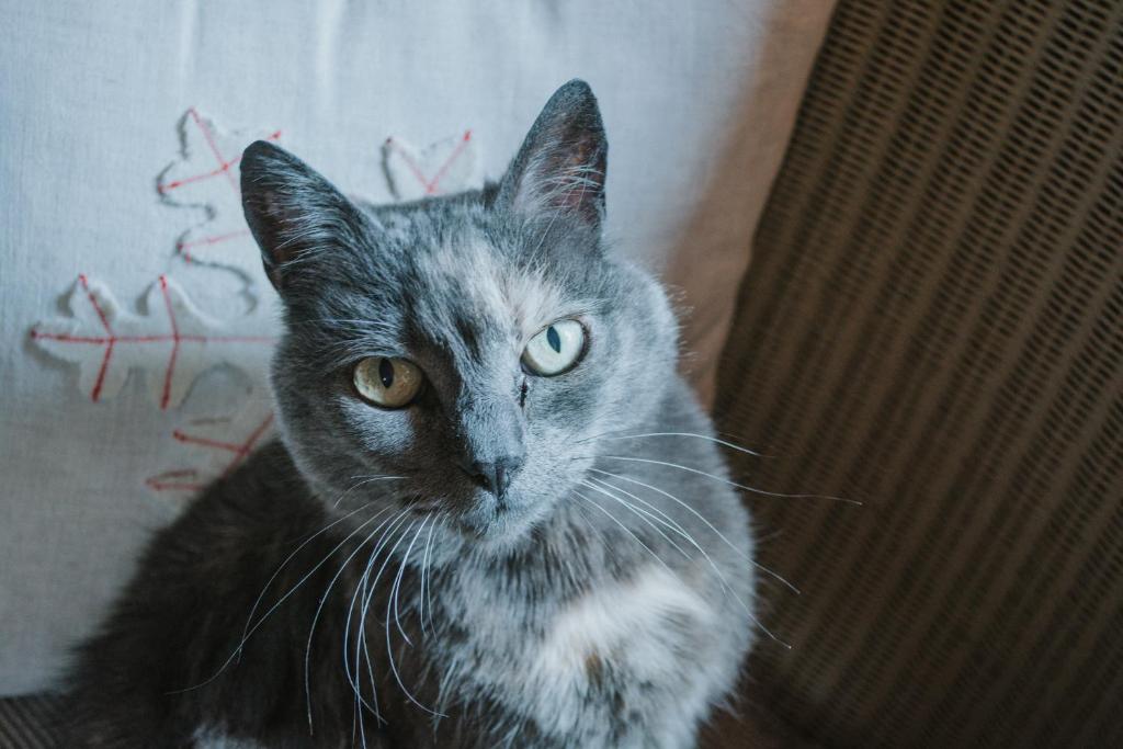 Domácí mazlíčci ubytovaní s hosty v ubytování Crackenback Farm Guesthouse
