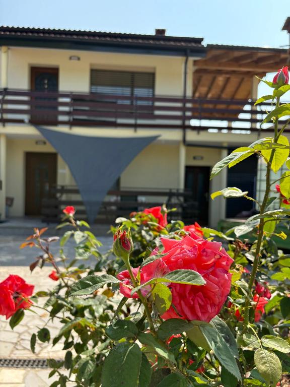 a group of red roses in front of a building at Suzi Apartments in Lokev