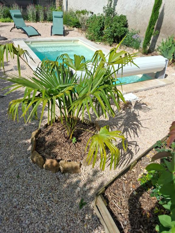 - un petit palmier installé à côté de la piscine dans l'établissement Le Maclo, à Bétaille