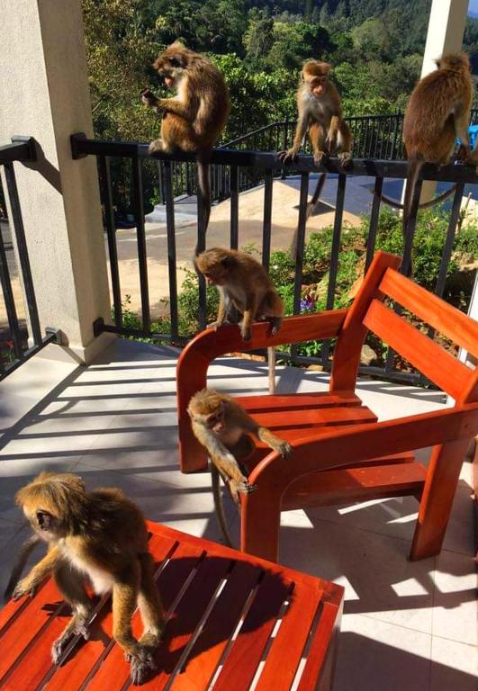 a group of monkeys standing on a fence next to a bench at Grand Hills kandy in Kandy