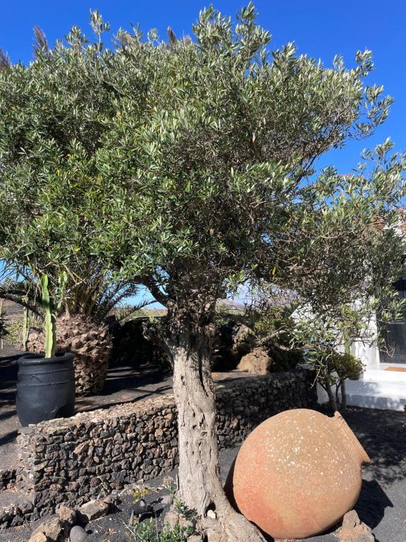 A garden outside Finca Malvasia Rural Estate & Vineyard