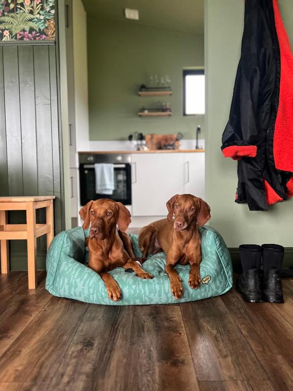two dogs laying on a dog bed in a kitchen at Wild Hideaways Luxury Lodges and Eco Spa in Bantry