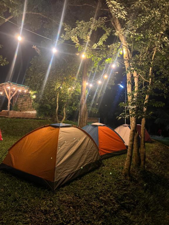 zwei Zelte auf dem Gras unter Bäumen in der Nacht in der Unterkunft Adoko Farms Eco Resort in Dewu Asaman