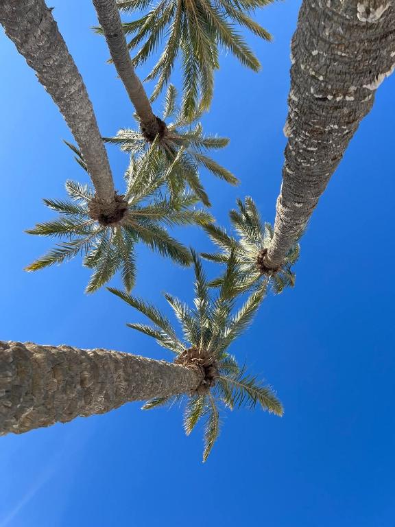 Foto sihtkohas El Guecheïne asuva majutusasutuse Maison Rachida Djerba galeriist