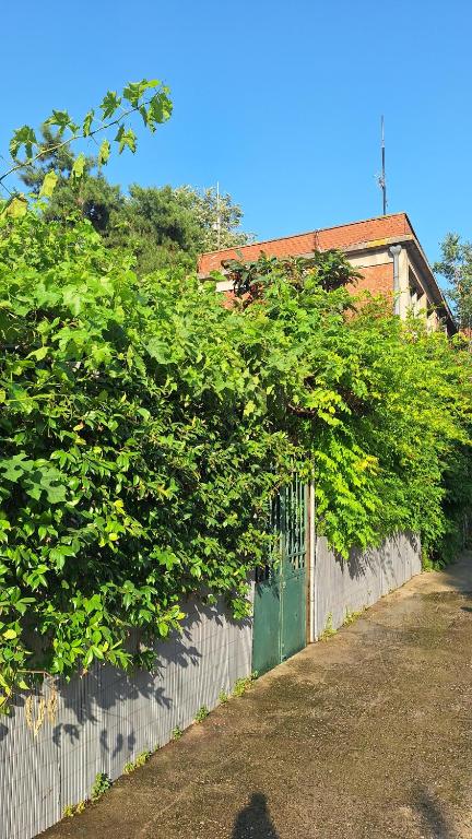 Despina's Yard