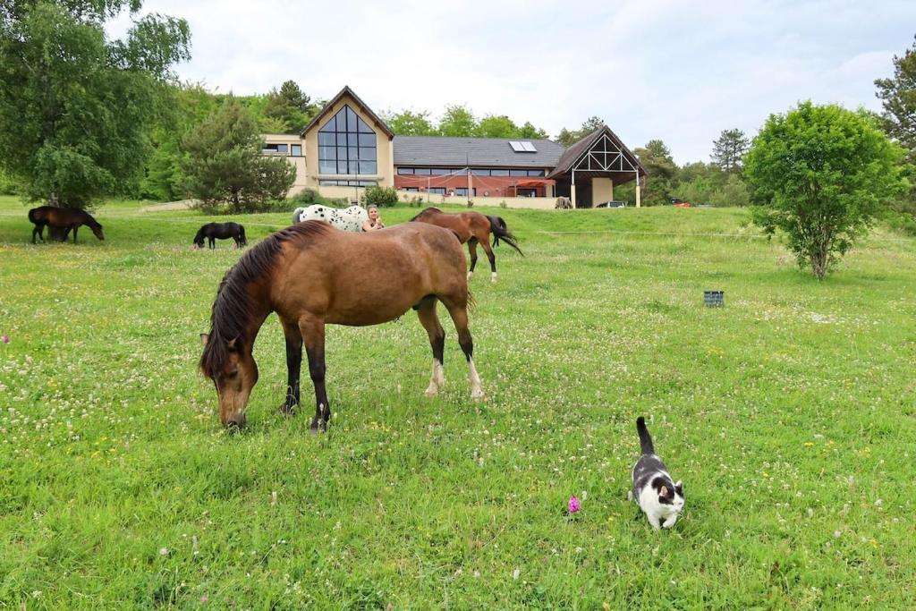 ein Pferd und eine Katze grasen auf einem Feld in der Unterkunft La terrasse du Colombier in Lantenay