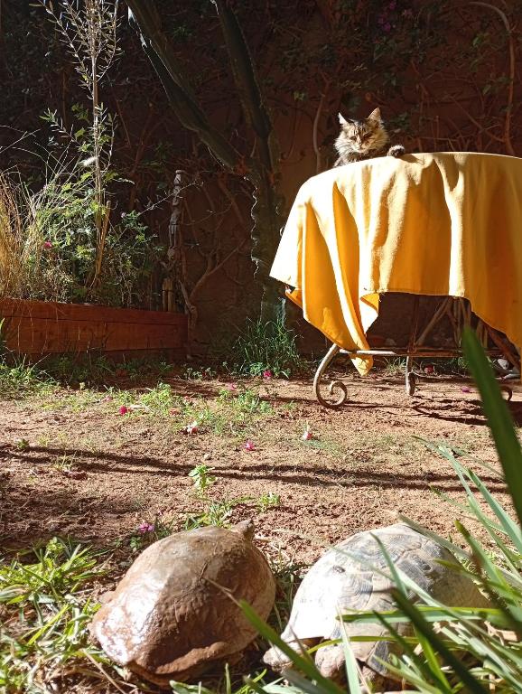 Un jardín fuera de Janna d'Ifni