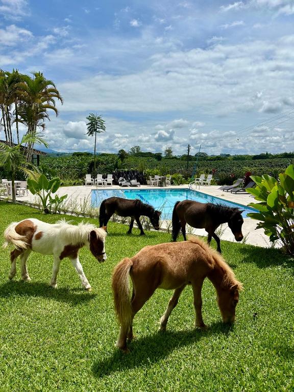 Animales en the country house o alrededores