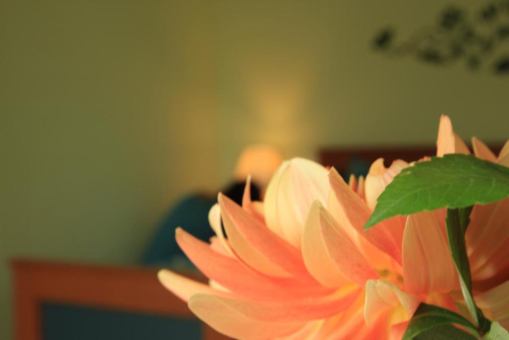 Pension Villa Irene - 19