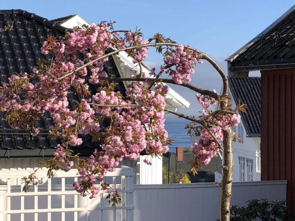 a tree with pink flowers in front of a white fence at 8 person holiday home in LARVIG in Larvik